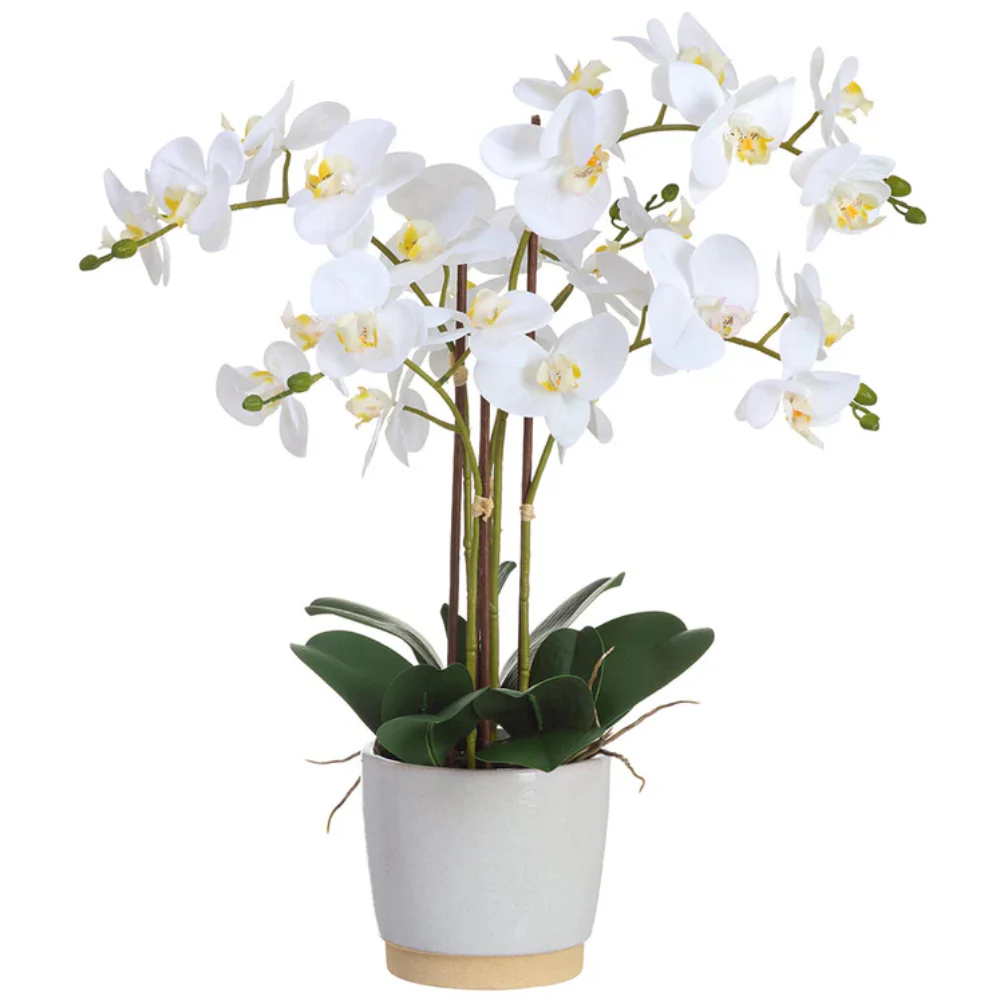 Allstate Floral 26" Phalaenopsis Orchid Flower Arrangement with Ceramic Vase - White