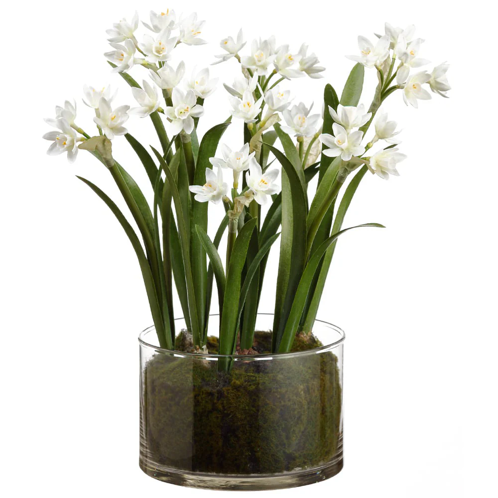 Allstate Floral 13" Paperwhite Flower Arrangement with Glass Pot - White