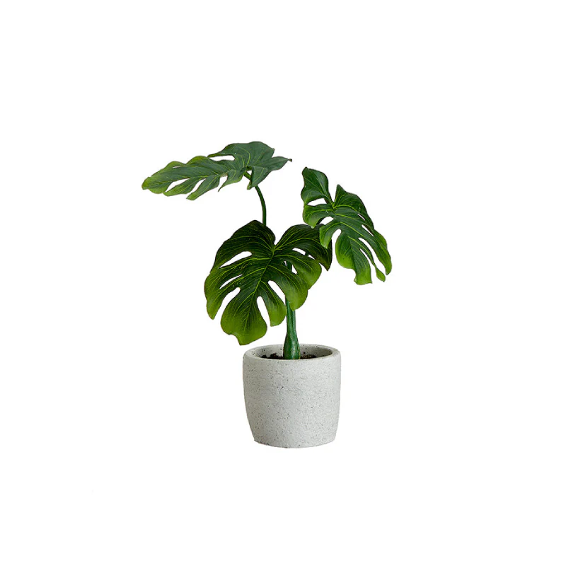 Allstate Floral Philodendron Plant with Cement Pot - Assortment - Image 2