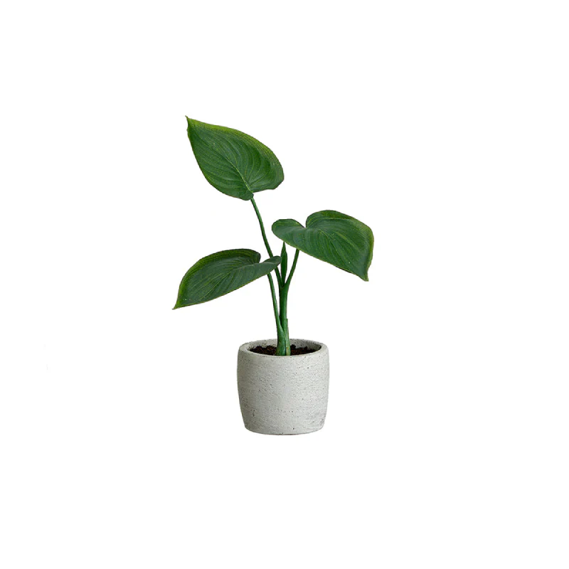 Allstate Floral Philodendron Plant with Cement Pot - Assortment - Image 3