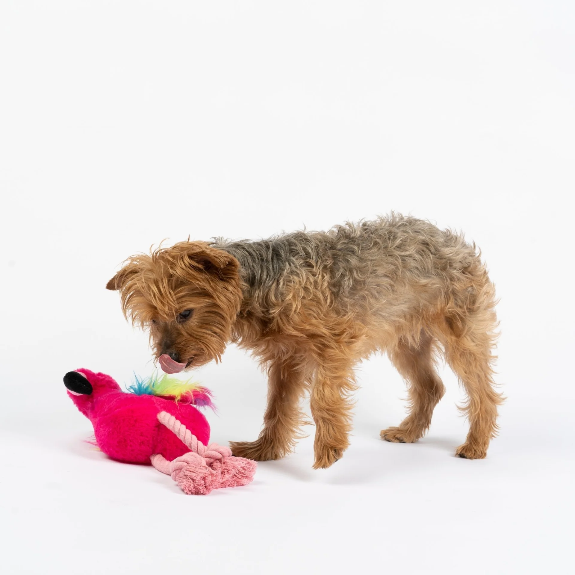 🦩 Flamingo Dog Toy – Plush Squeaky & Crinkle Rainbow Fur Dog Toy - Image 2