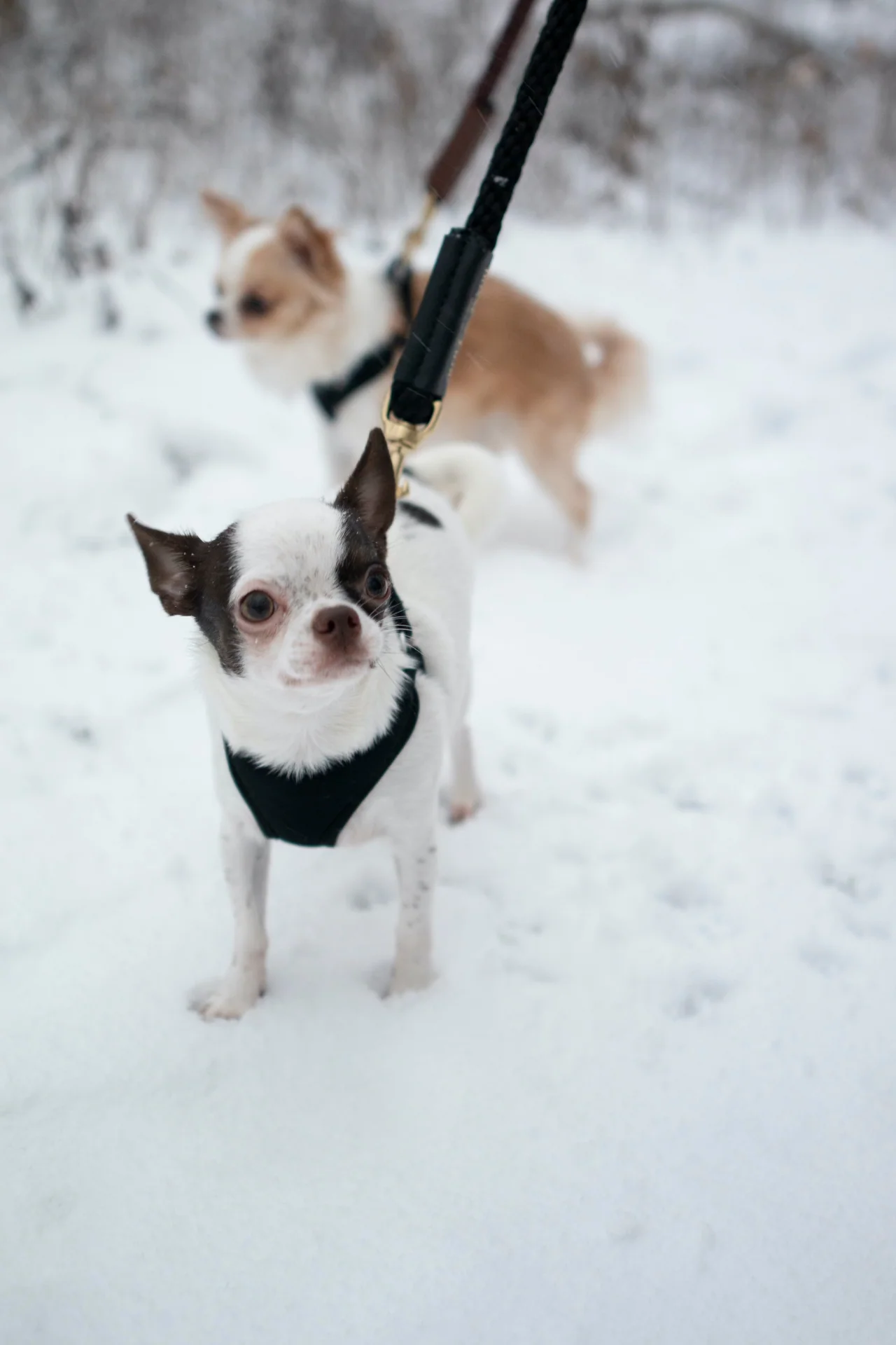 Rope Leash for Dogs (Standalone) - Image 7